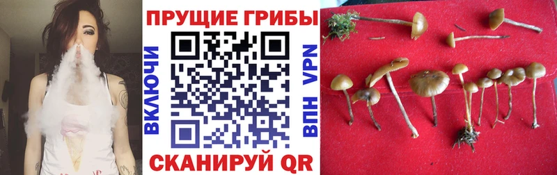 Псилоцибиновые грибы Psilocybe  Большой Камень 
